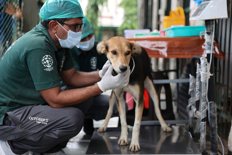 Suresh Kumar prepares a female street dog for sterilization surgery in Dehradun, India.