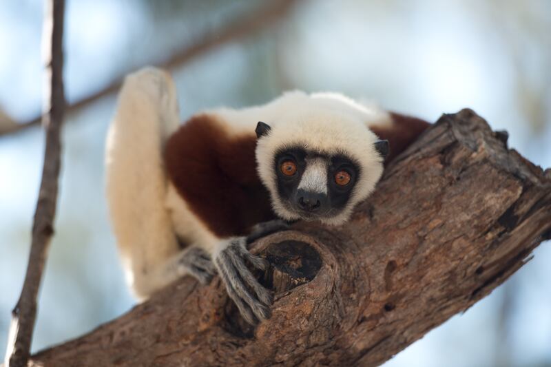Coquerel’s Sifaka lemurs are among the many lemurs in Madagascar that are threatened by the destruction of their forest habitats.
