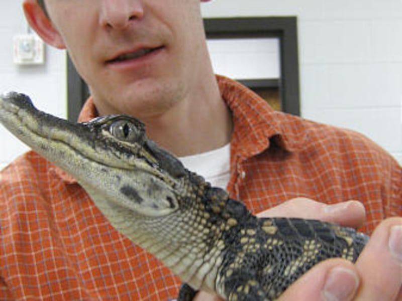 University of Utah Ph.D. student T.J. Uriona and his mentor found that alligators use lung muscles when they swim.