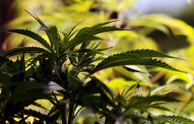 An industrial hemp plant is displayed at the Utah Department of Agriculture and Food in Salt Lake City on Friday, July 19, 2019. The department announced Friday it has chosen eight applicants that will be licensed to grow medical marijuana in the state.