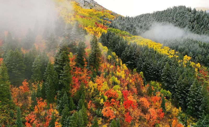 A dusting of snow covers the trees and the fall leaves in Millcreek Canyon on Oct. 2, 2023.