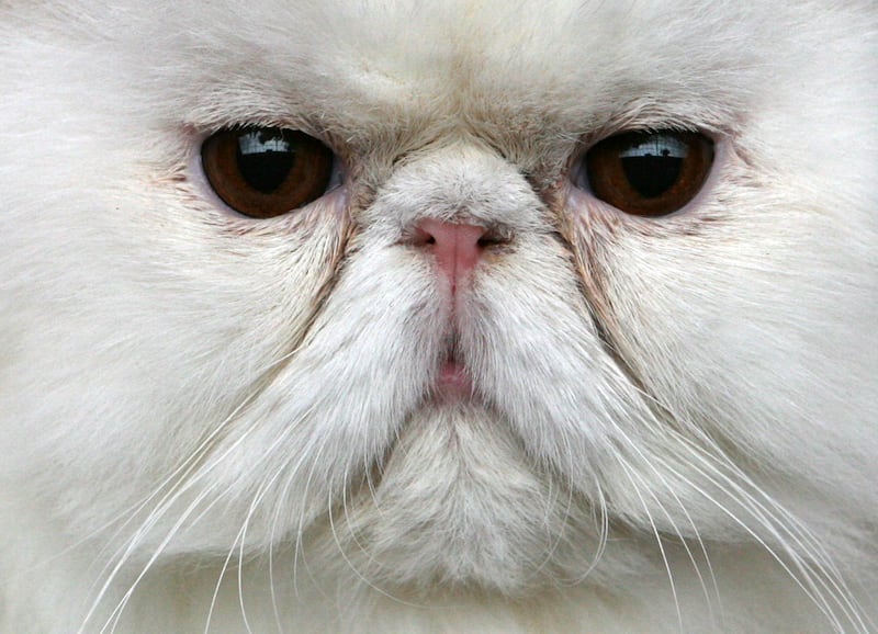 A Persian cat looks out from a cage during a two-day international cat exhibition in the Bulgarian capital of Sofia in 2007.