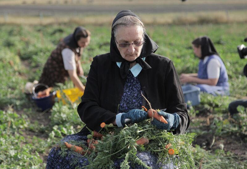 This undated image released by National Geographic Channels shows Hutterite Judy Hofer picking carrots from the garden in King Colony, Mont. "Meet the Hutterites," a National Geographic documentary series about a small religious colony in rural Montana.