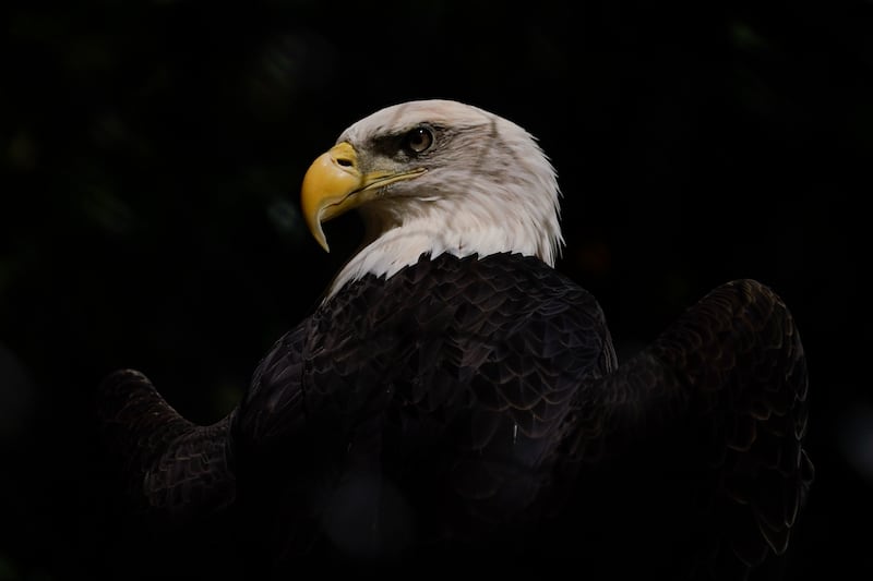 A bald eagle is seen on display at the Maryland Zoo, Sept. 1, 2022, in Baltimore.