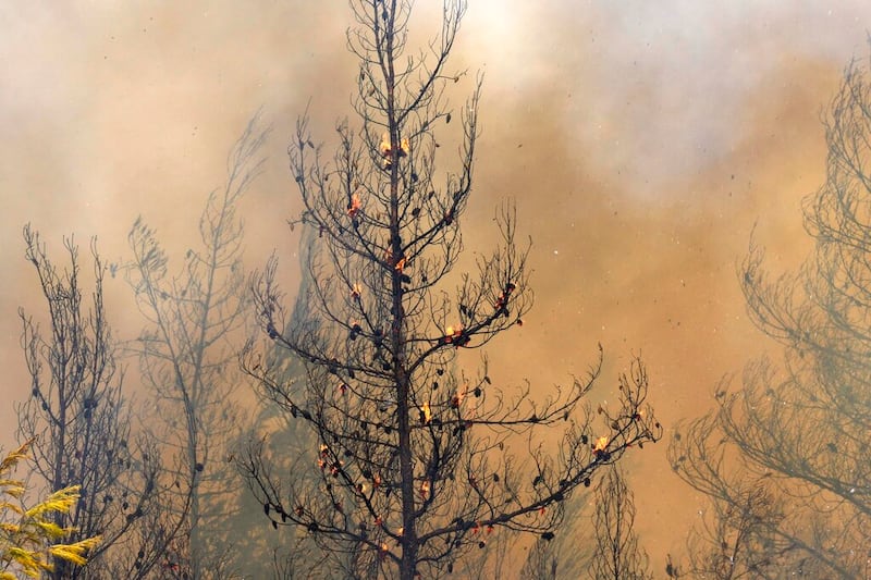 Fire burns a forest in Avgaria village on Evia island, north of Athens, Greece.