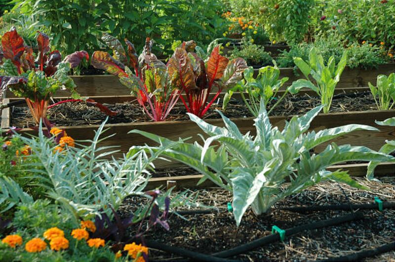 Solarize a garden bed: Raise the soil temperature to a level that is high enough to kill off many of the undesirable things dwelling there.