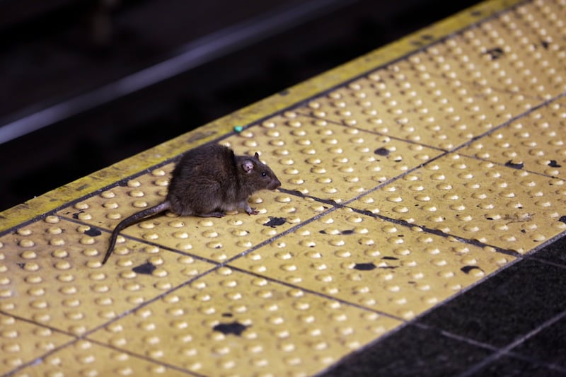 A rat crosses a Times Square subway platform in New York on Jan. 27, 2015.