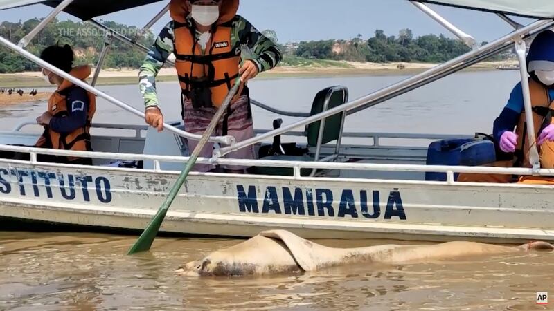 Crews from the Mamirauá Institute are researching why over 100 dolphins have been found dead in Brazil.
