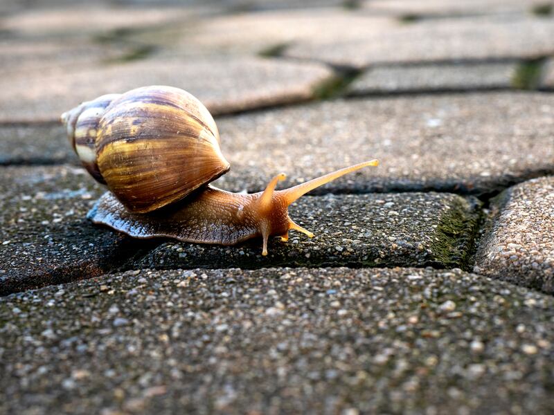 Watching snails move can be interesting and humorous all at once.