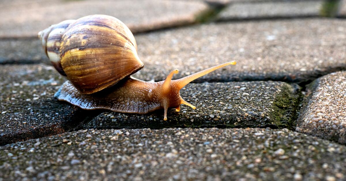 Snail Neck Snail stretches neck over two bowls: How do snails’ bodies work ...