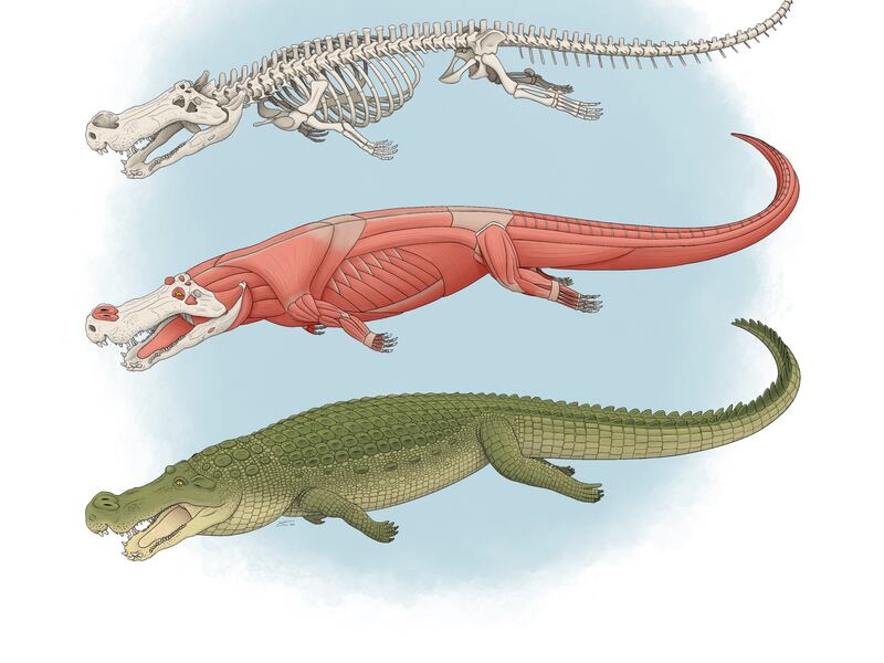 The study — published in the Journal of Vertebrate Paleontology earlier this week — revealed new research into the Deinosuchus, a huge crocodile that lived during the Late Cretaceous period in North America. The crocodiles were 33 feet in length. That means they “were nearly as long as city buses,” according to CNN.