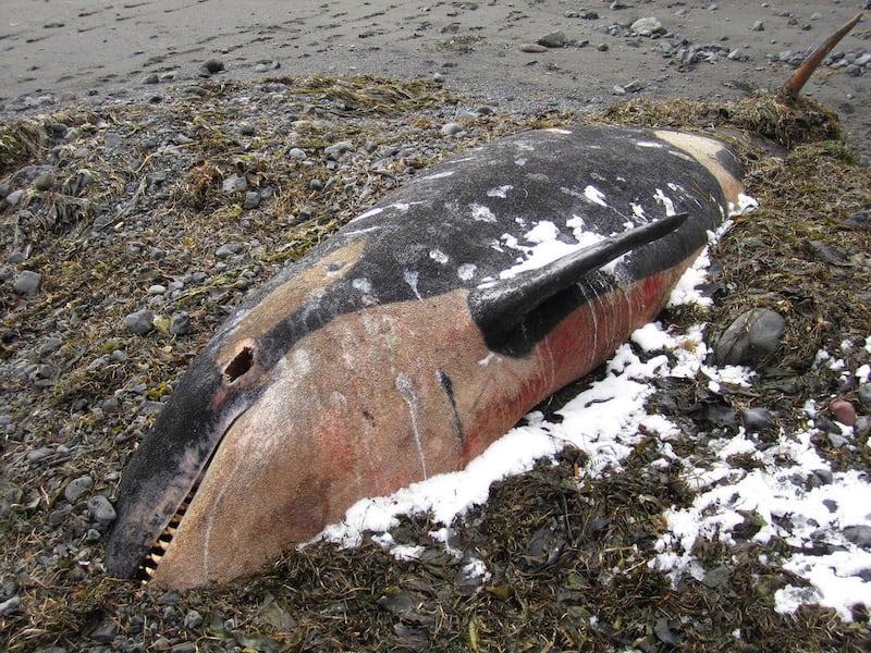 In this March 13, 2011 photo, a killer whale that washed ashore on Kruzof Island is shown. A team of scientists and volunteers from Sitka, Alaska and throughout the region gathered on a Kruzof Island beach last week to dissect the whale.
