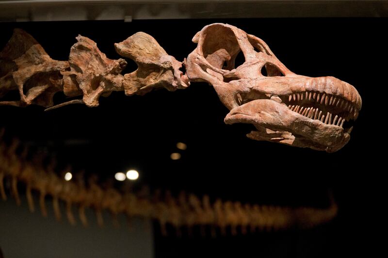 This Jan. 14, 2016, file photo shows a replica of a 122-foot-long dinosaur is displayed at the American Museum of Natural History in New York. A study proclaims a newly named species the heavyweight champion of all dinosaurs. The plant-eating giant is the largest of a group of dinosaurs called titanosaurs (tye-TAN’-u-sawr).