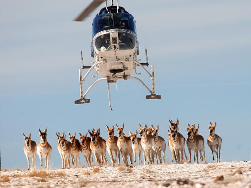 A helicopter operated by the Division of Wildlife Resources herds antelope into a trap southwest of Loa. A helicopter operated by the Division of Wildlife Resources herds antelope into a trap southwest of Loa.