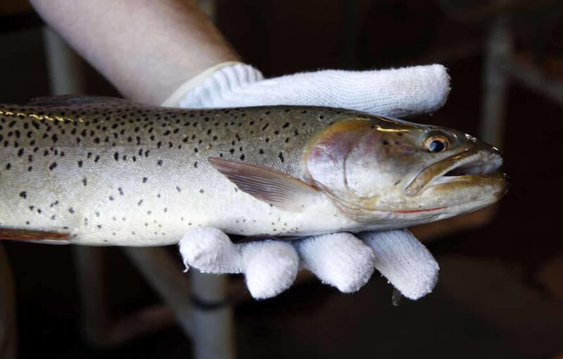 Strawberry Project Leader Alan Ward holds an adult cutthroat trout that was caught in the Strawberry Fish Trap at the Strawberry Reservoir on Tuesday, May 29, 2012. Fish enthusiasts can get a closeup look at cutthroat trout at Strawberry Reservoir, even i