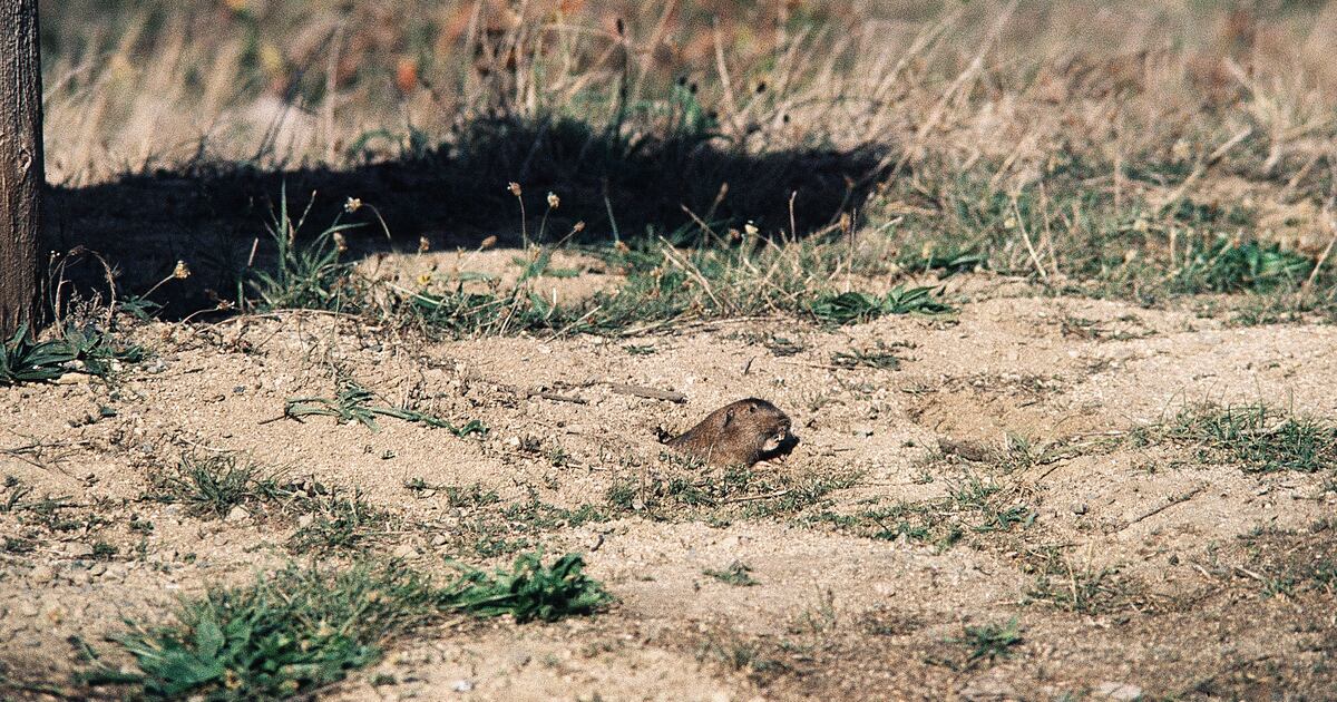 Are pocket gophers farmers? What makes pocket gophers farmers ...