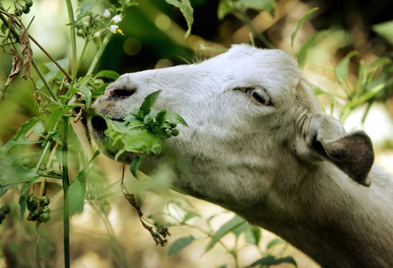 A goat from a ranch in southern Oregon chews on low-hanging foliage in Sycamore Canyon Park in the hills above Claremont, Calif.