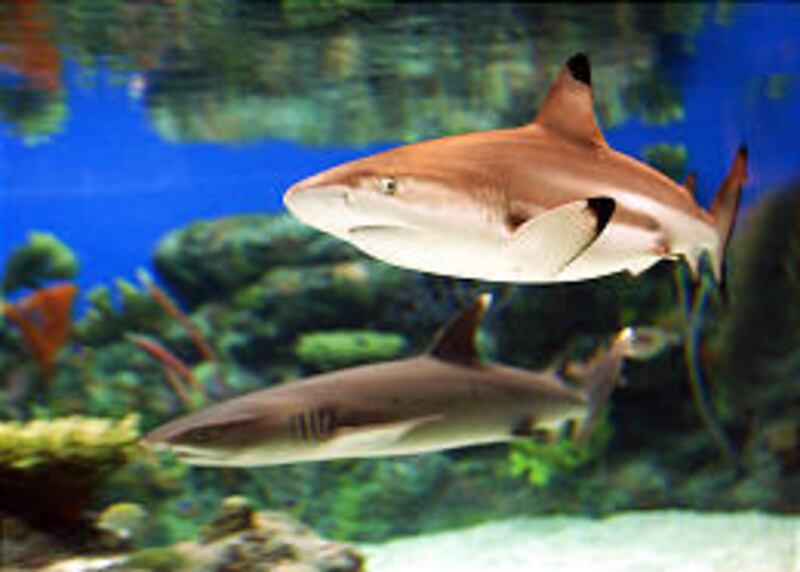 A black tip reef shark cruises in a tank that is part of a new $2.5 million exhibit titled "Sharks: Myth and Mystery" at Monterey Bay Aquarium in Monterey, Calif. The exhibit is part of the aquarium's 20th anniversary festivities.