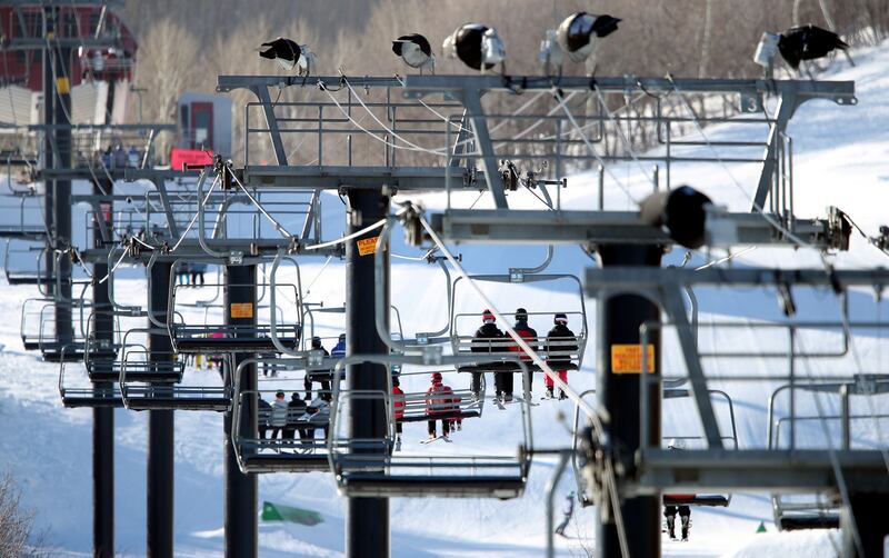 A tree fell on a lift cable Monday, killing a Park City Mountain Resort employee.