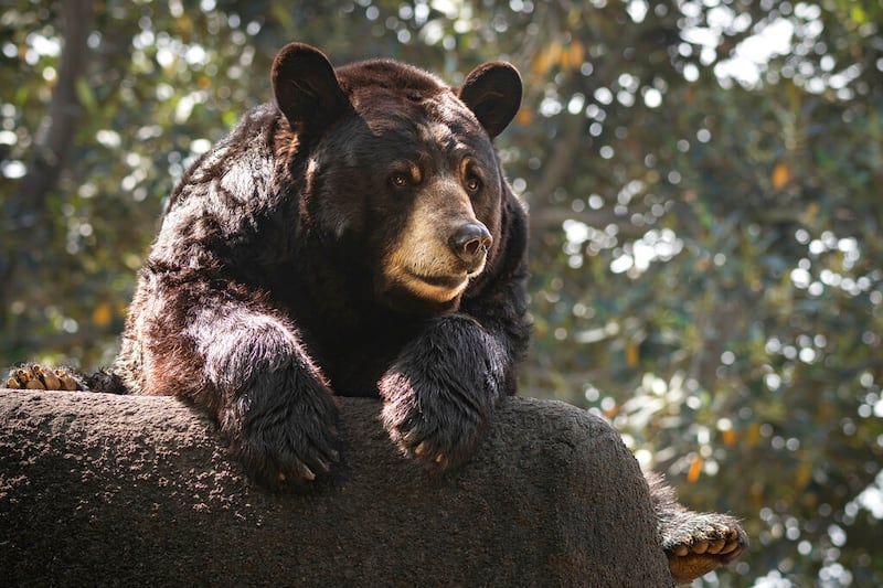 An American black bear at the Los Angeles Zoo.