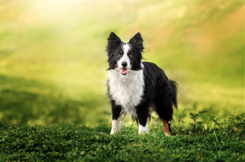 Border collies are among the most intelligent dog breeds. They also love keeping the ball in the air.