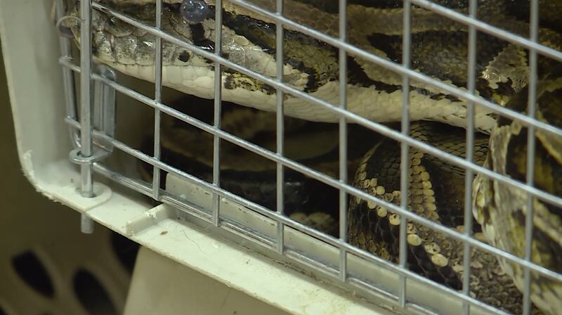 A snake is pictured at a warehouse at 641 W. 6960 South, Midvale, on Tuesday, Feb. 6, 2018. In a phone interview from his hospital bed at Intermountain Medical Center in Murray on Wednesday, James Dix, owner of Utah’s Reptile Rescue Service, said he had a