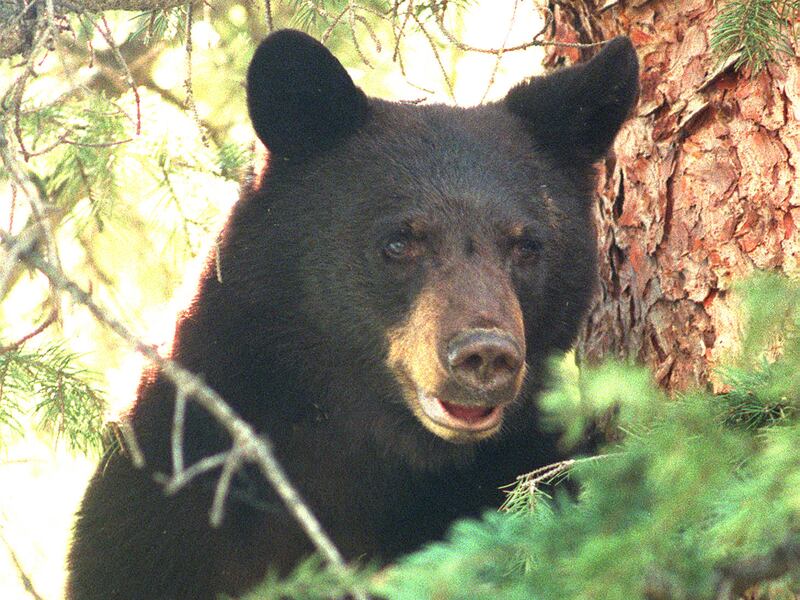 A black bear looks out from a tree after being chased up it by a dog in a forest above Strawberry Reservoir in 1998.