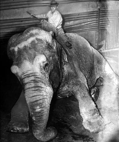 Hogle Zoo's star attraction, Princess Alice, sits in her pen with a caretaker in January 1948.