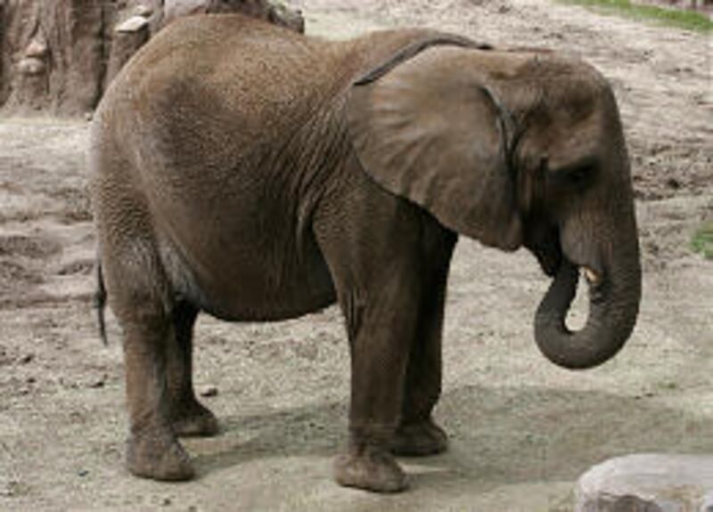 If Christie, a 21-year-old African elephant at Hogle Zoo, is pregnant following her artificial insemination, it will be almost two years before she gives birth.