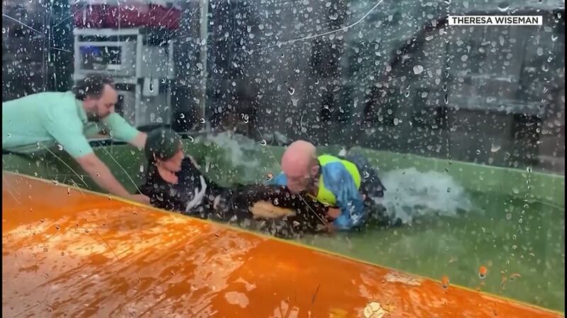Donnie Wiseman wrestles with “Darth Gator,” an 11-year old, 8.5-foot, 150-pound alligator that attacked trainer Lindsay Bull.