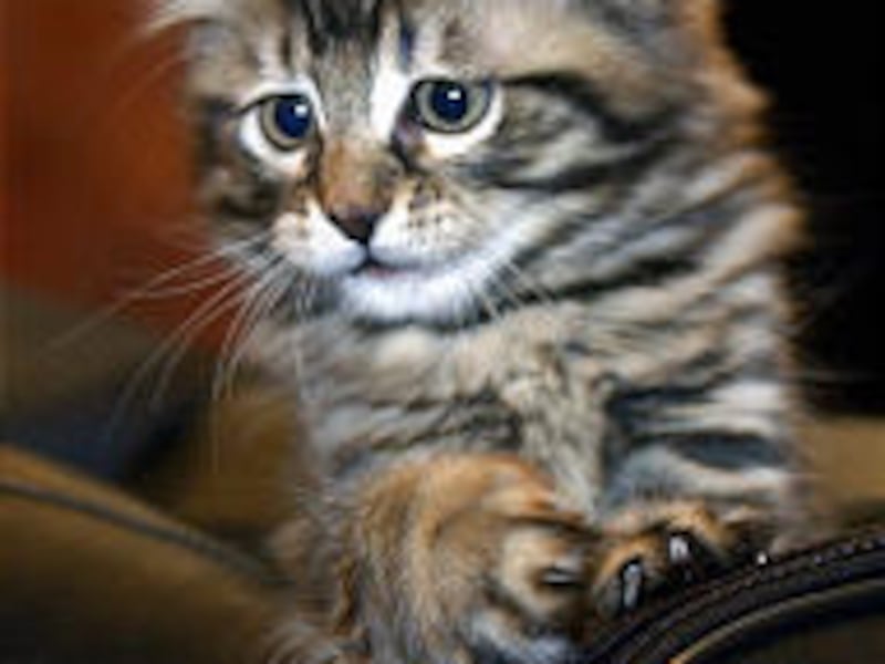 The sale of cloned cat Little Nicky for $50,000 sparked outrage among animal activists.