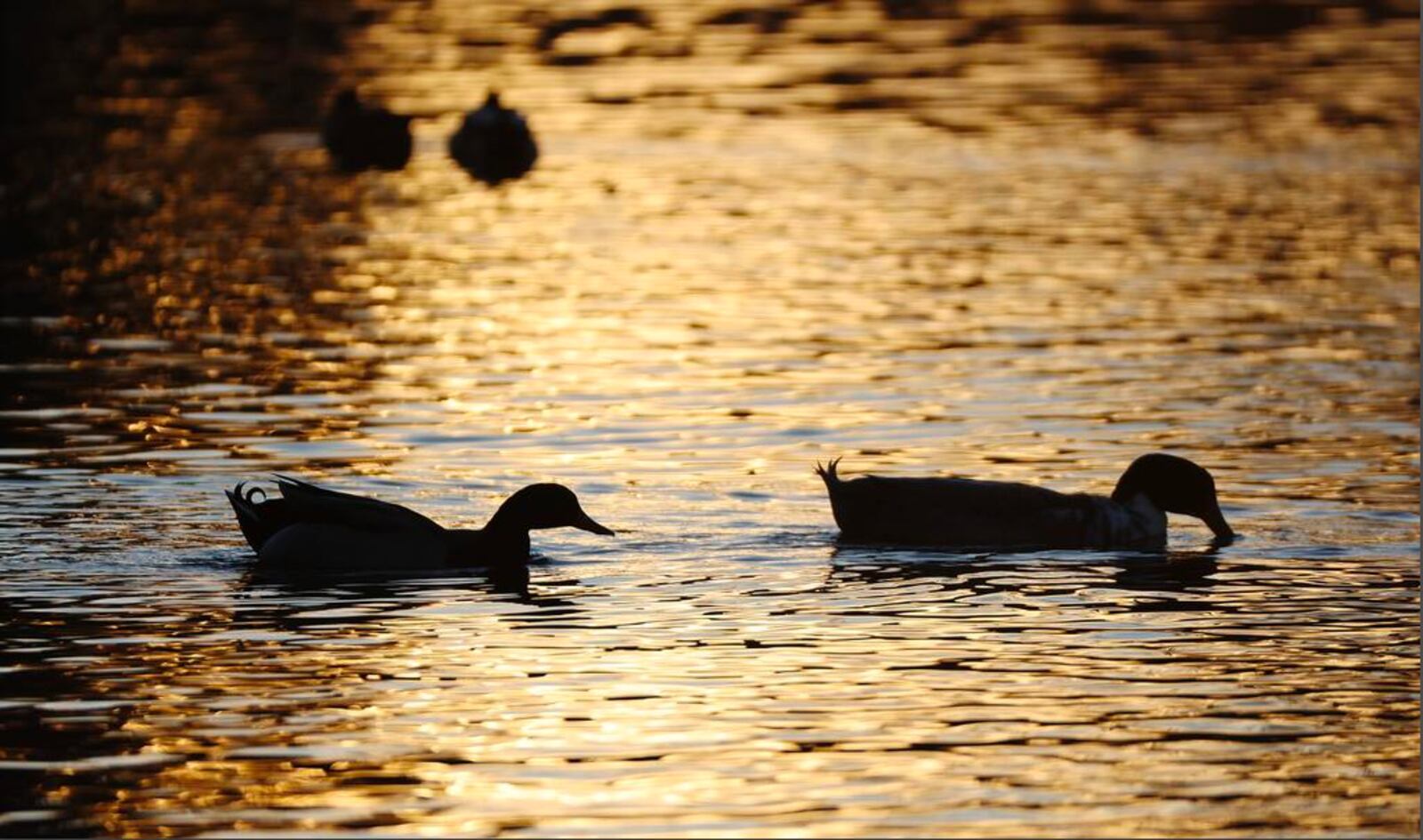 Ducks swim in Spring Lake in Payson on Thursday, Jan. 27, 2022.