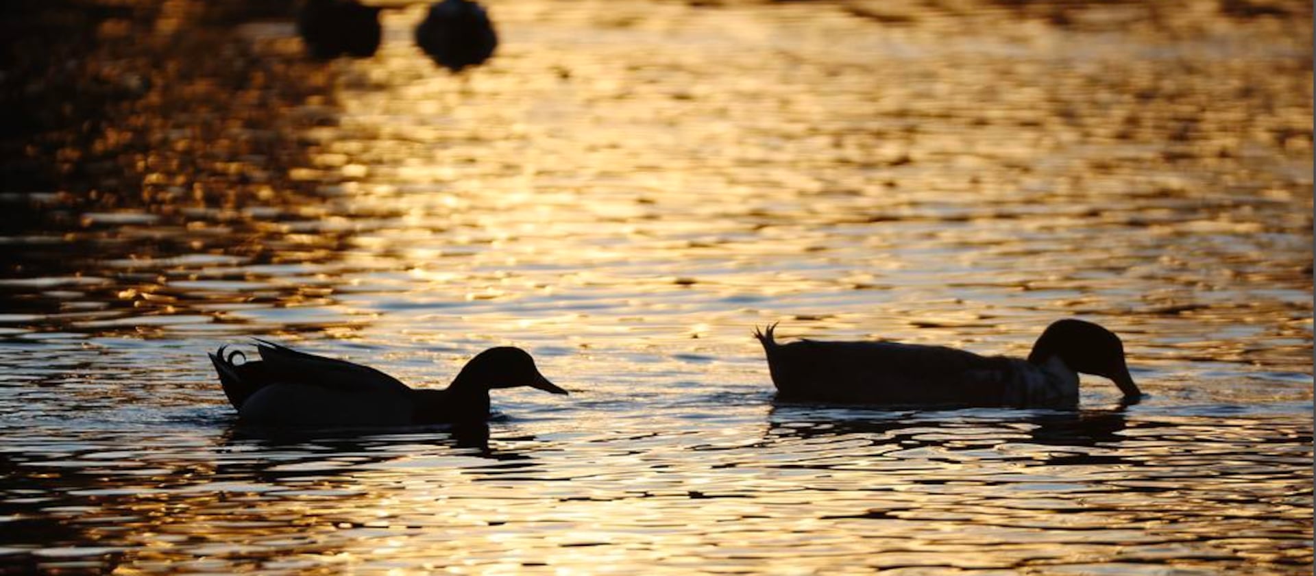 Ducks swim in Spring Lake in Payson on Thursday, Jan. 27, 2022.