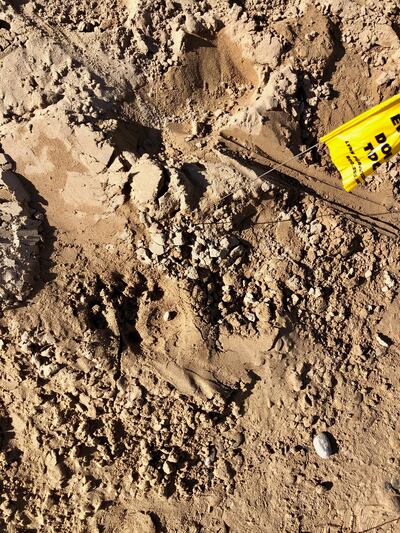 A black bear attacked a 13-year-old boy at the Dewey Bridge Campground in Grand County on the morning of Friday, Aug. 9, 2019.