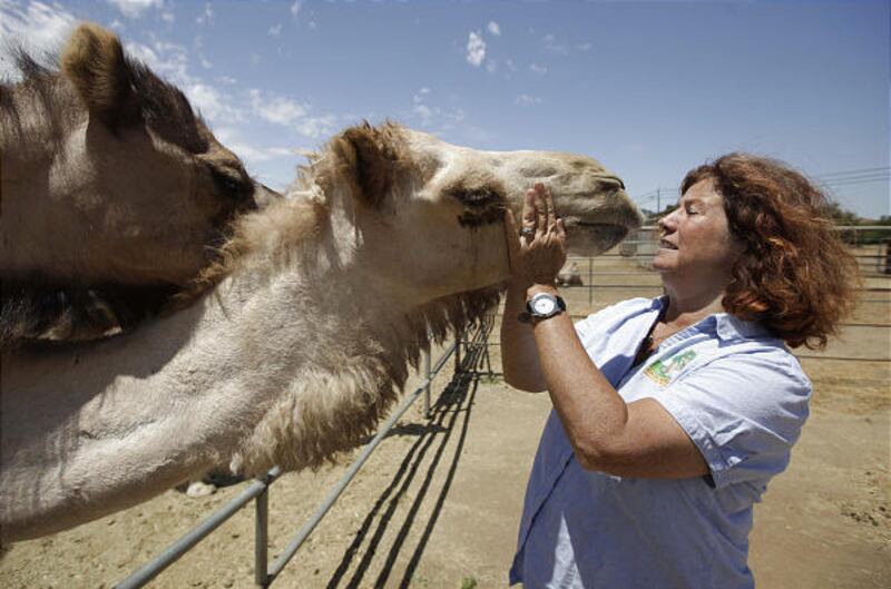 California dairy owners promote camel milk's benefits – Deseret News