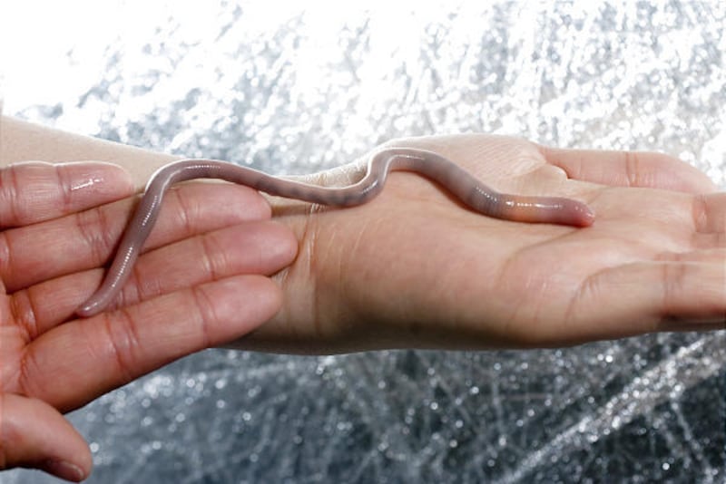 A giant Palouse worm stretches nearly to its full length of 10 to 12 inches at the University of Idaho in Moscow, Idaho.