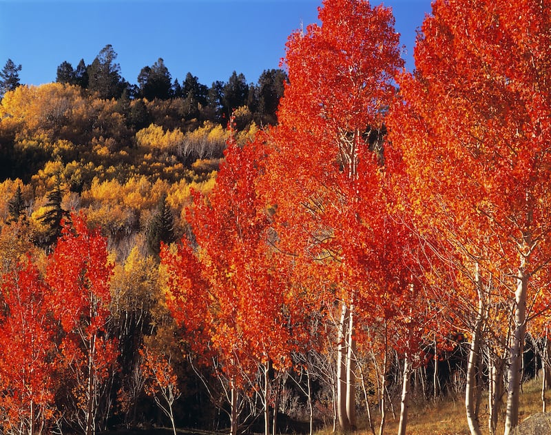 Red aspens at Boulder Mountain