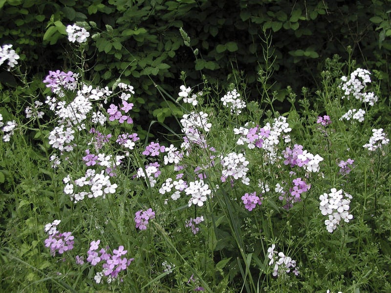 This undated photo courtesy of Lee Reich shows dame's rocket in New Paltz, N.Y. Dame's rocket has a lot going for it. Besides being pretty and scented, the flowers bloom for weeks and weeks.