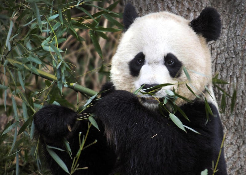 Mei Xiang, the female giant panda at the Smithsonian’s National Zoo in Washington, eats breakfast Monday, Dec. 19, 2011. The zoo announced a $4.5 million gift Monday to fund its giant panda reproduction program for five more years. Donator and philanthrop