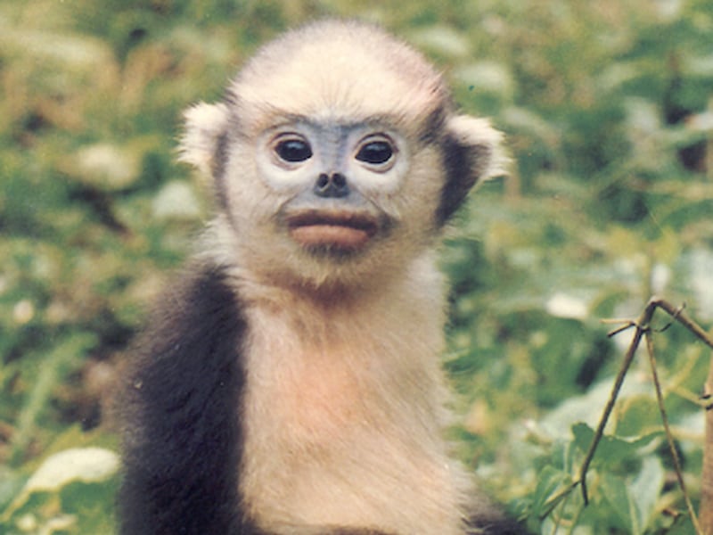 A Tonkin snub-nosed monkey sits on the ground at an unknown location.