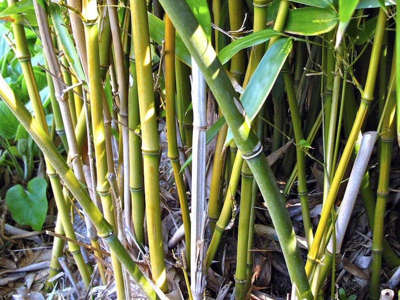 This April 26, 2011 photo shows bamboo in Langley, Wash. Bamboo is one of the fastest-growing plants in nature. One of the most useful, too. It"™s hollow stems are incredibly strong and can be used for everything from fencing to trellises.