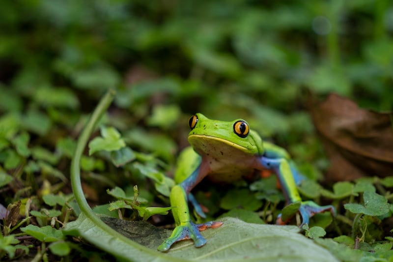 A new study found that 2 in 5 amphibian species are at risk of extinction due to climate change.