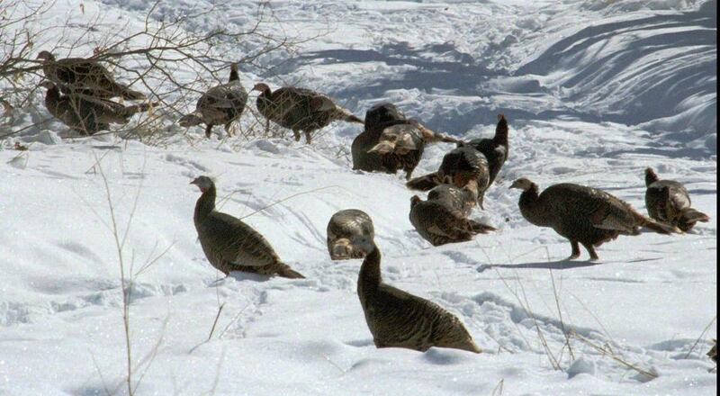 Rep. Ronda Menlove, R-Garland, is sponsoring a bill to address the problem of wild turkeys running amok in rural residential neighborhoods.