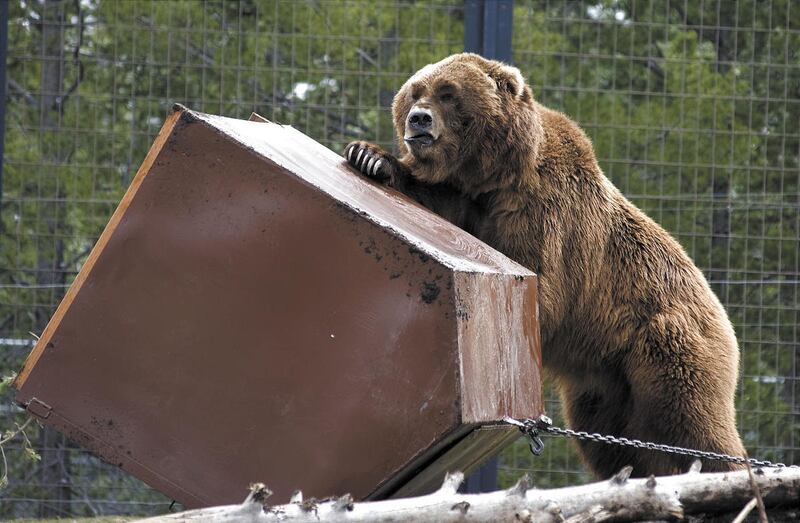 Sam, an approximately 925-pound grizzly, tosses a bear-resistant trash container.