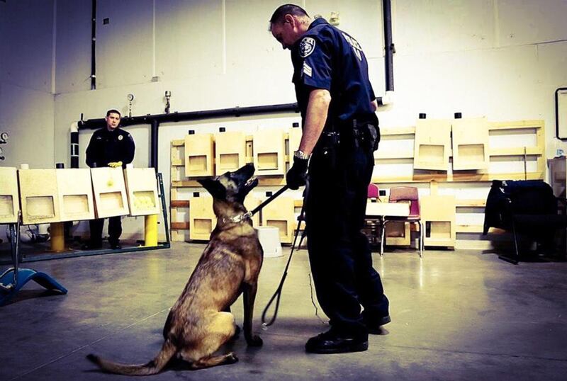 Dingo, a 7-year-old Belgian Malinois with the Unified Police Department, was shot and killed in 2017 while helping U.S. Marshals take a wanted fugitive into custody.