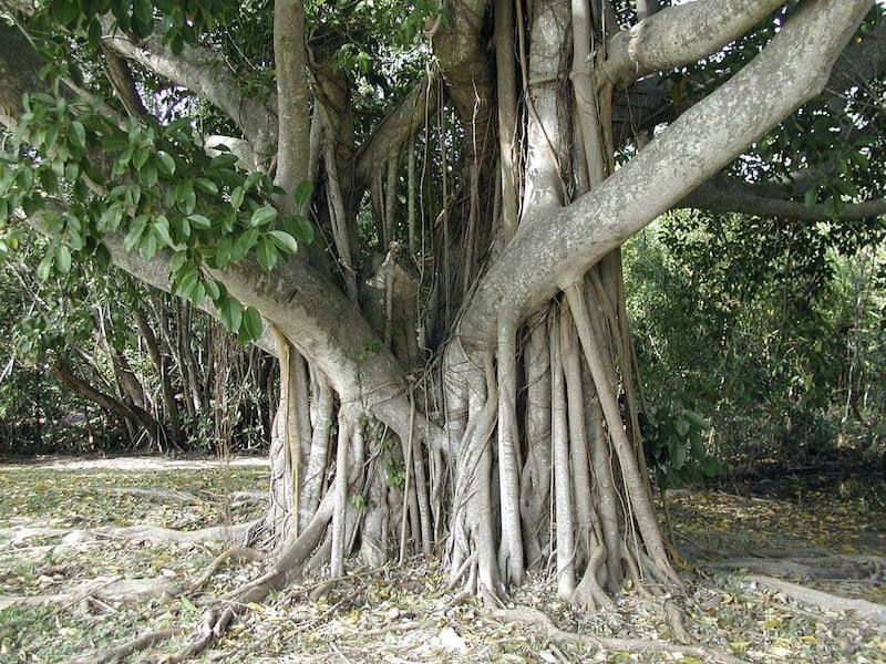 This undated photo shows a weeping fig tree in New Paltz, N.Y. Weeping fig _ sometimes merely called ficus, which is the botanical name for the whole fig genus _ is among the prettiest figs.