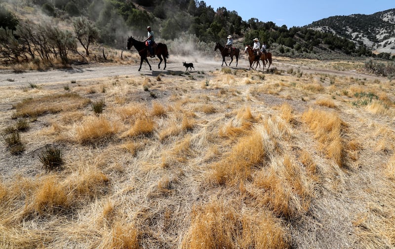 Eldon Neves, center, rides up Mill Fork in Spanish Fork Canyon as he looks for his cattle that are being threatened by the Coal Hollow Fire on Thursday, Aug. 16, 2018.