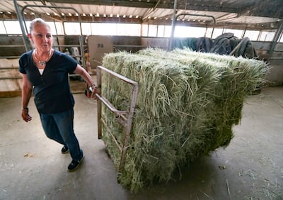 Bonnie Christensen moves hay at her farm in Salt Lake City on Wednesday, June 26, 2019. Christensen bumped her leg and when it wouldn't heal she found out she has a common condition called chronic venous insufficiency.