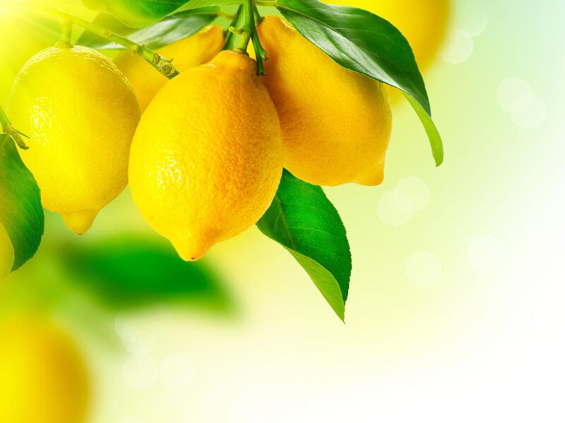 The Acetos have a very niche product: world-famous lemons, prized for their low acidity and delicate flavor that allow them to be eaten raw without experiencing the usual bitter taste.