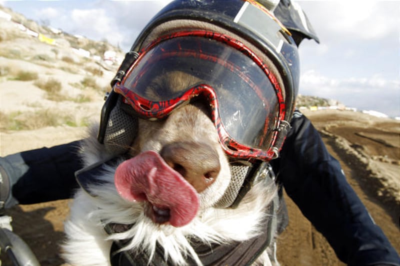 name of shoei helmet dog Winged Spiked Skull Motorcycle riding or driving Motorcycle Dog Helmet, Outdoor Bicycle